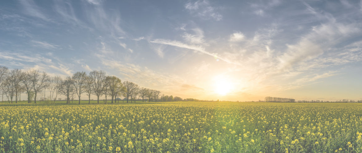 wide view of a vast field of yellow wildflowers at sunset. The sun is low on the horizon, casting a warm, soft glow over the landscape. A line of leafless trees is silhouetted against the sky on the left side, while scattered clouds add texture to the sky, creating a peaceful and serene atmosphere.